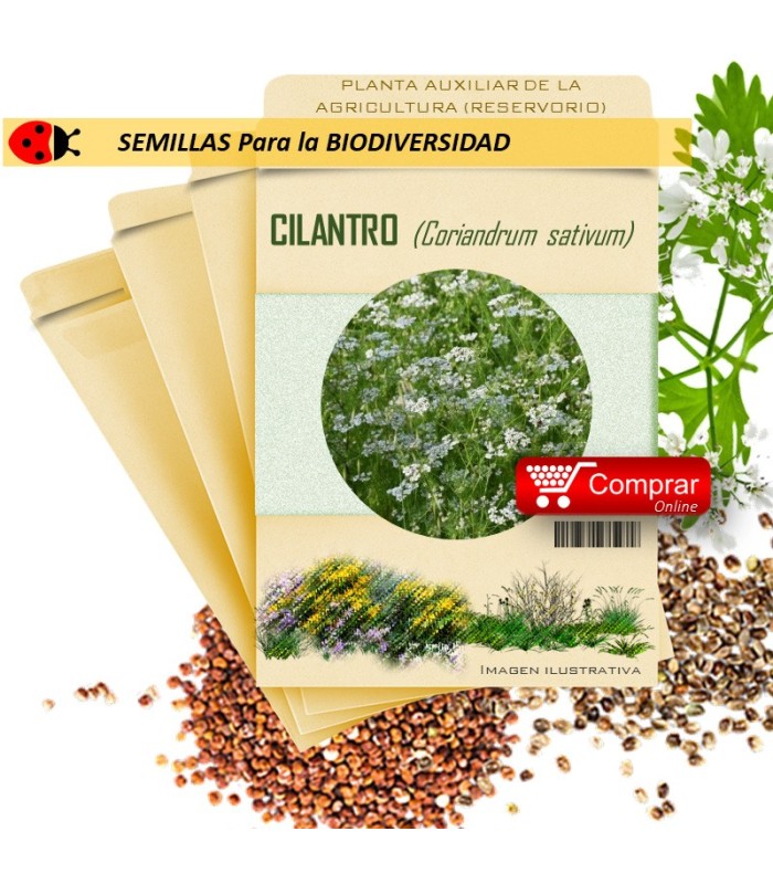 ENELDO Anethum graveolens semillas x 1 g