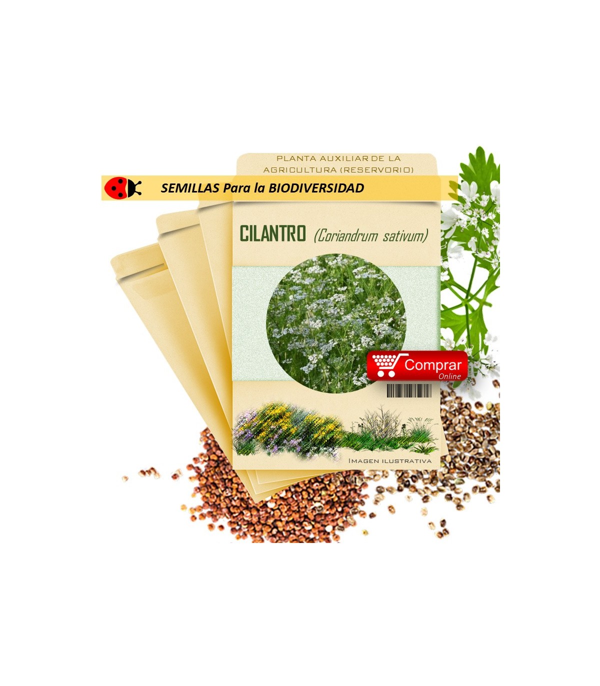 ENELDO Anethum graveolens semillas x 1 g