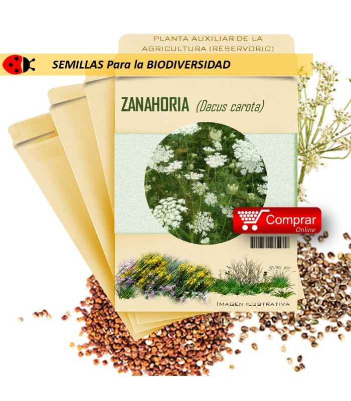 ZANAHORIA Dacus carota semillas x 1 g