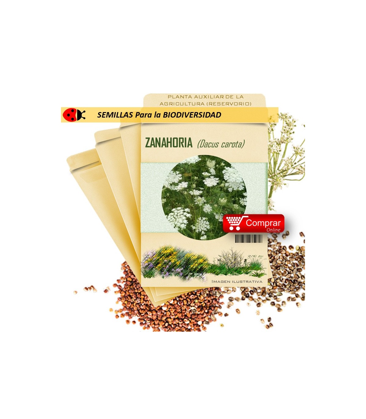 ZANAHORIA Dacus carota semillas x 1 g