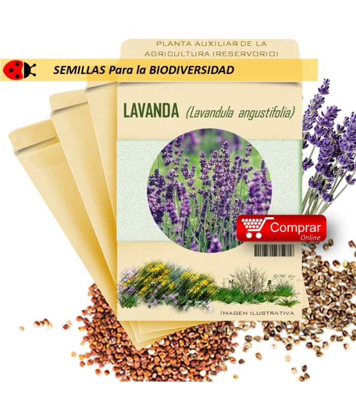 LAVANDA Lavandula officinalis semillas