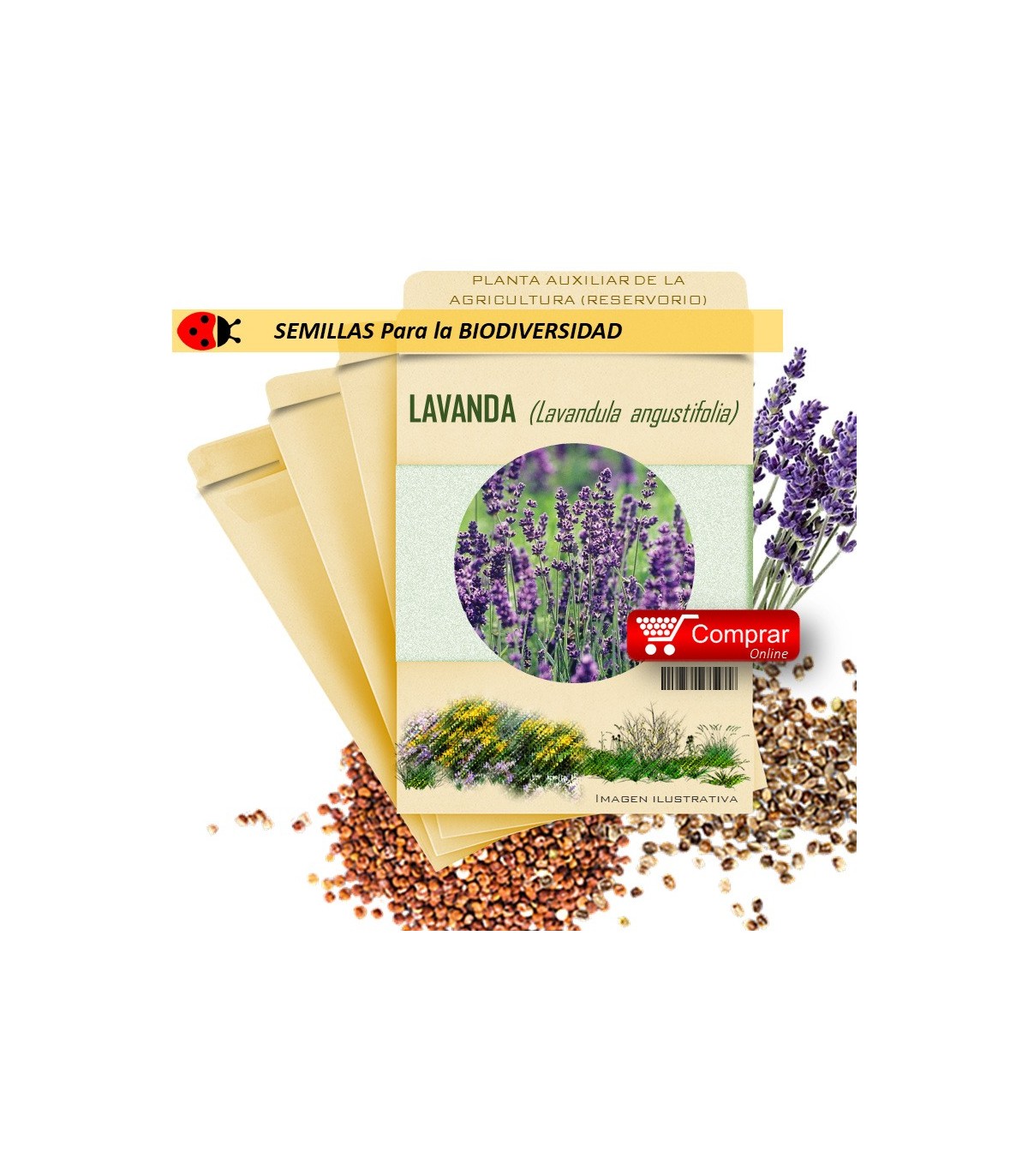 LAVANDA Lavandula officinalis semillas
