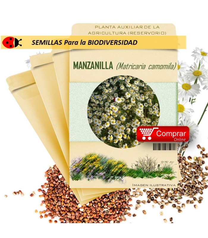 MANZANILLA Matricaria chamomilla semillas