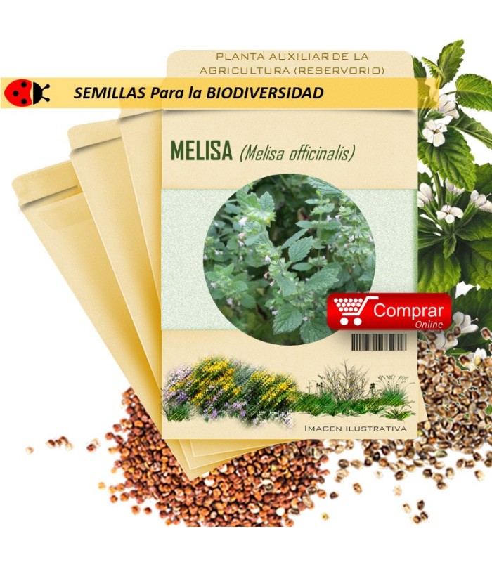 MELISA Melisa officinalis semillas x 1 g