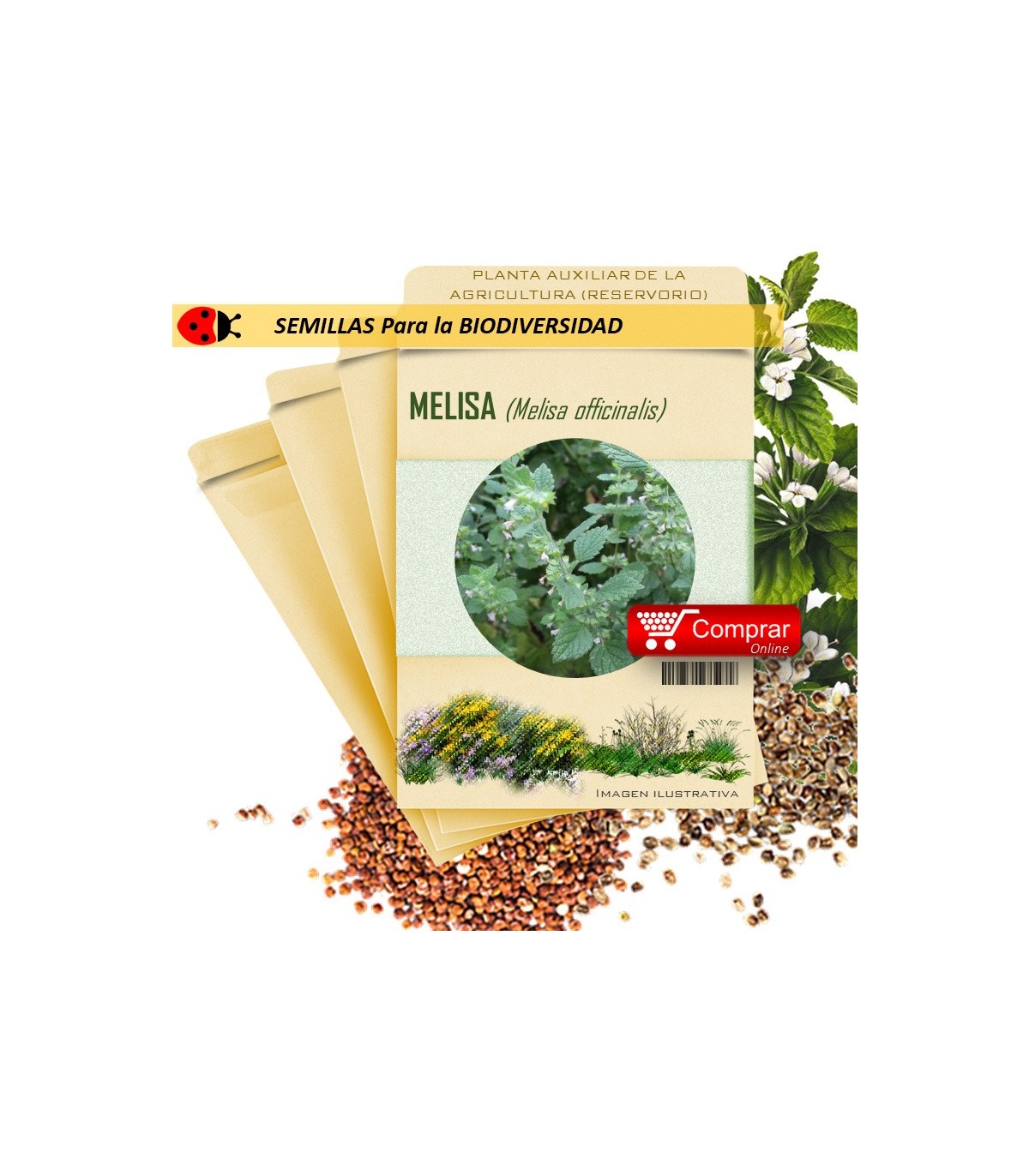 MELISA Melisa officinalis semillas x 1 g