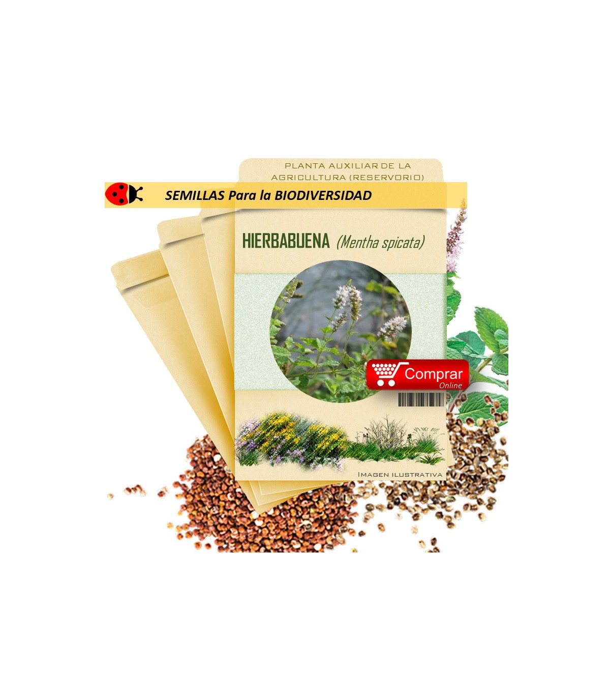 HIERBA BUENA Mentha spicata semillas