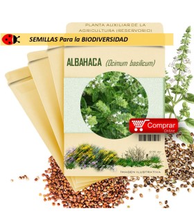 ALBAHACA Ocymum basilicum semillas x 1 g