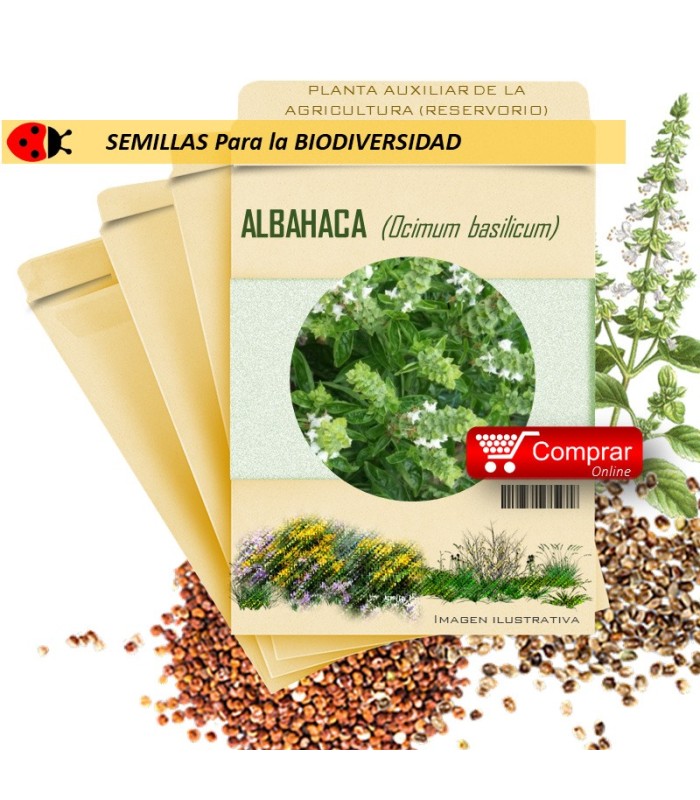 ALBAHACA Ocymum basilicum semillas x 1 g