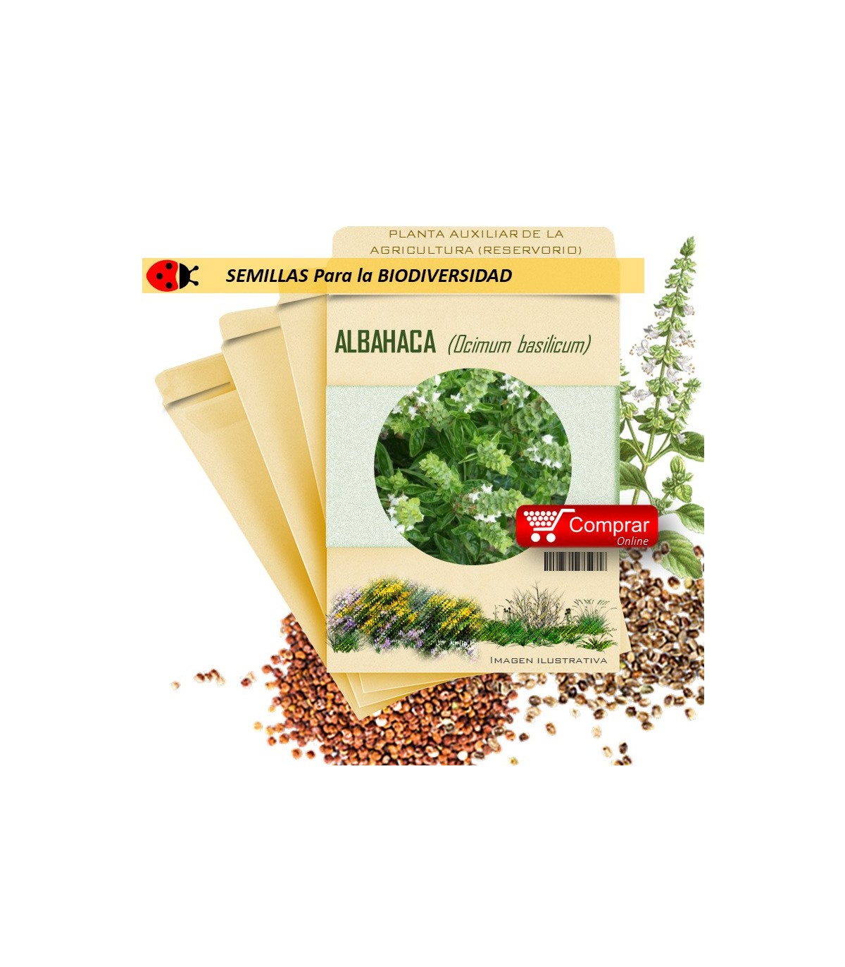ALBAHACA Ocymum basilicum semillas x 1 g