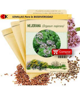 MEJORANA Origanum majorana semillas
