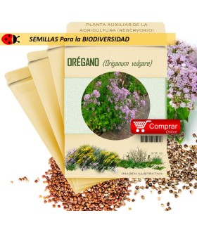 ORÉGANO Origanum vulgare semillas
