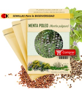 POLEO MENTA Mentha puligeum semillas x 1 g