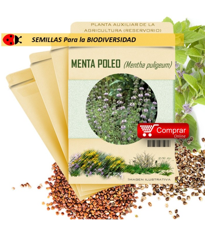 POLEO MENTA Mentha puligeum semillas x 1 g
