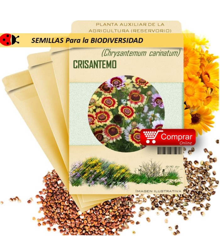 CRISANTEMO Chrysantemum carinatum semillas