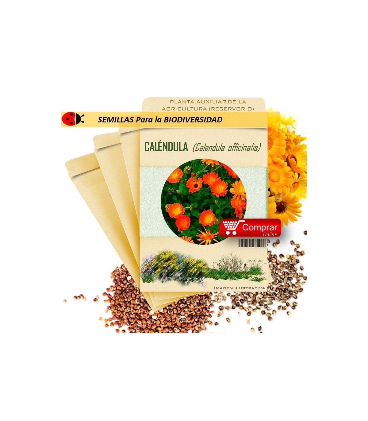 CALÉNDULA C. officinalis semillas