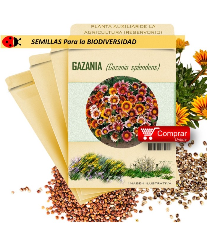 GAZANIA G. splendens semillas