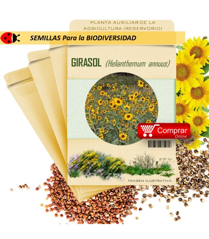 GIRASOL Helianthemum annuus semillas
