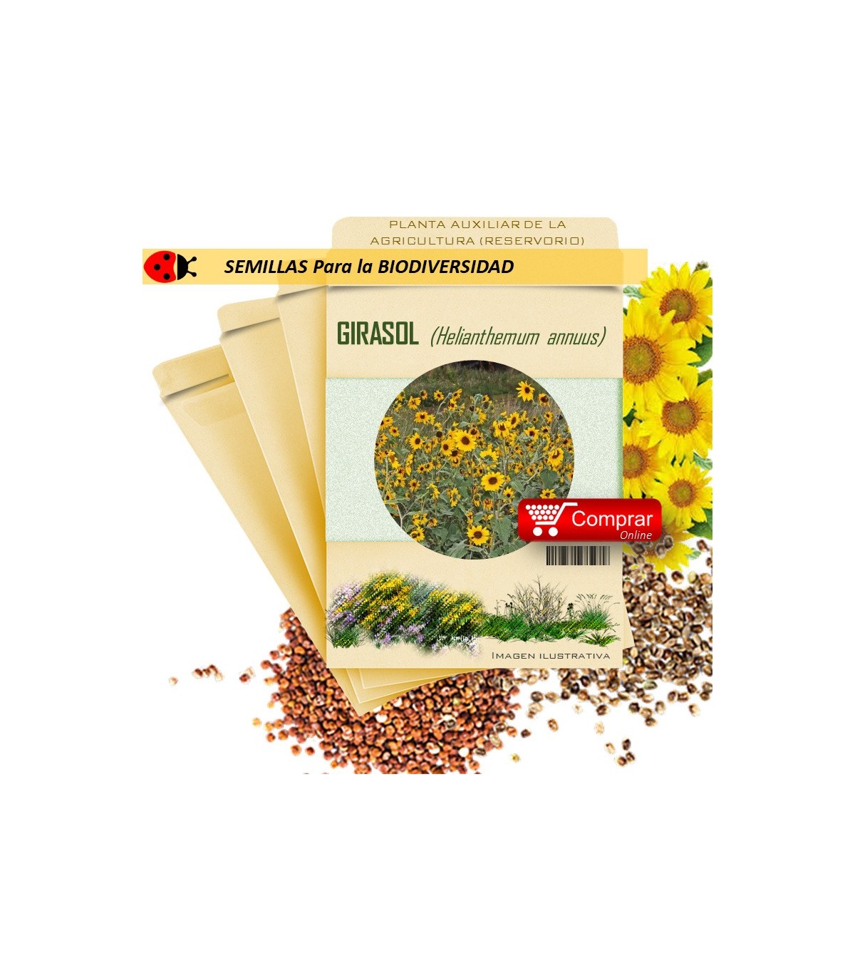 GIRASOL Helianthemum annuus semillas