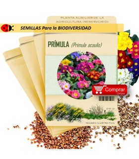 PRÍMULA P. acaulis semillas