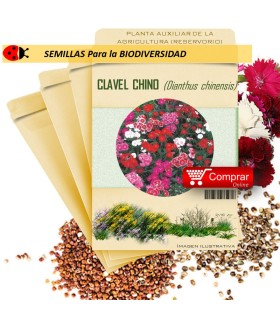 CLAVEL CHINO Dianthus chinensis semillas