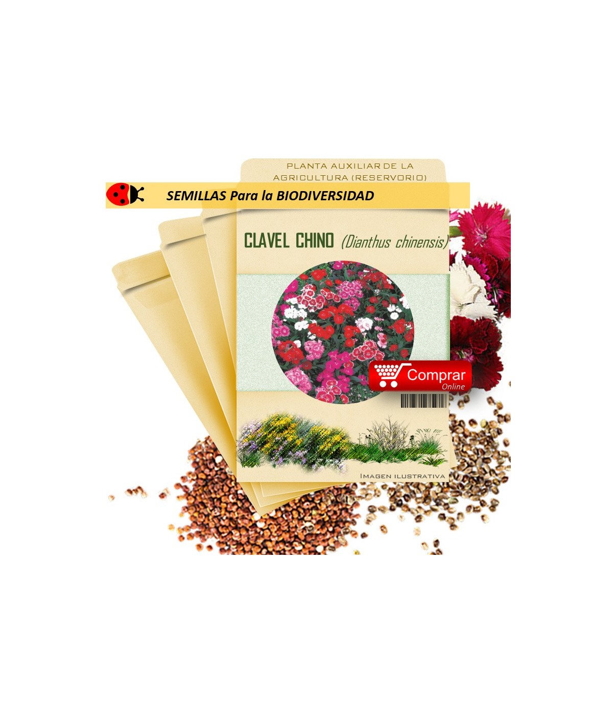 CLAVEL CHINO Dianthus chinensis semillas