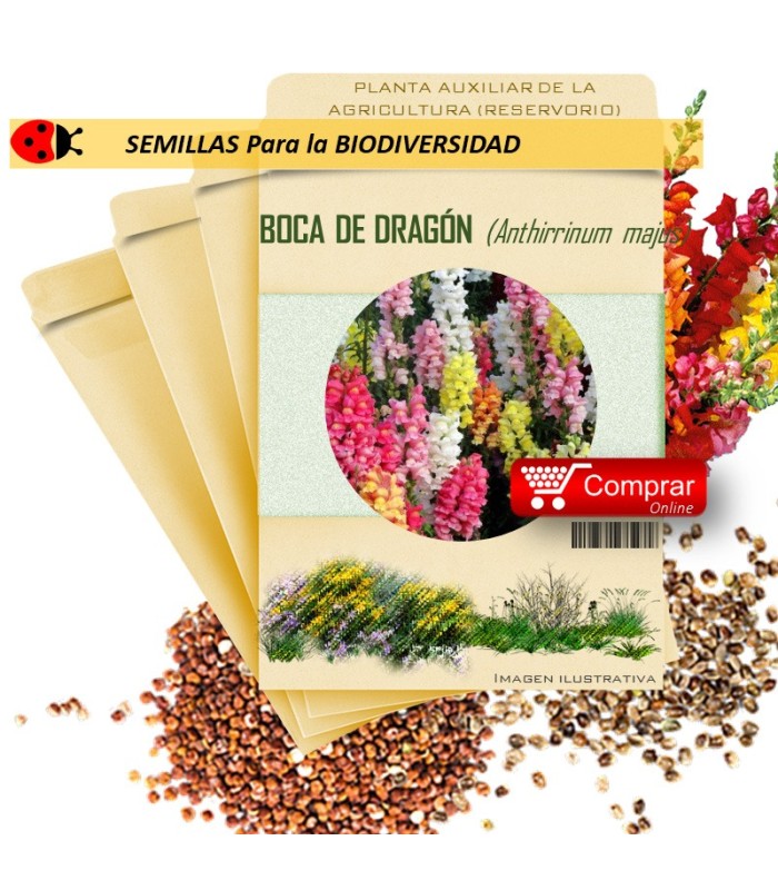 BOCA DE DRAGÓN Anthirrinum majus semillas