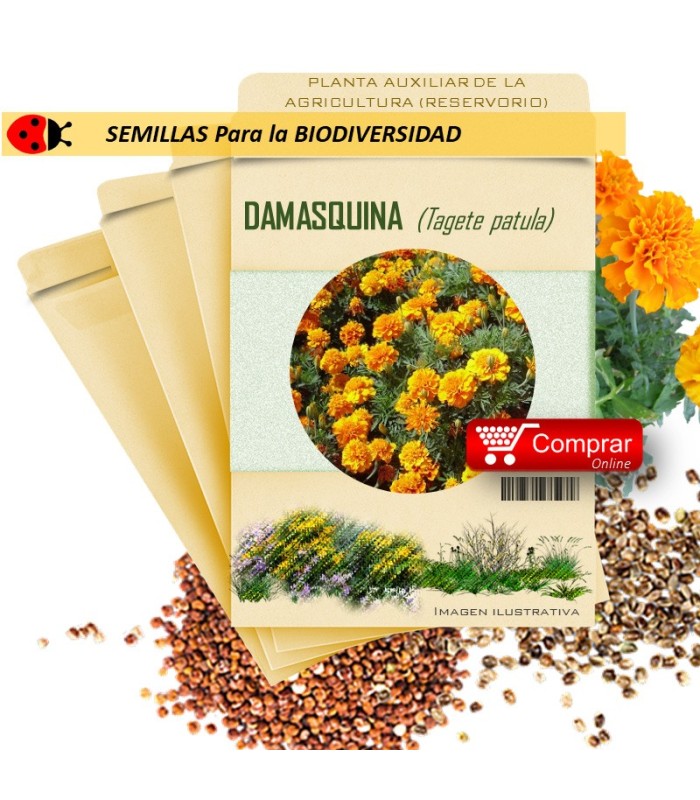 DAMASQUINA Tagete patula semillas
