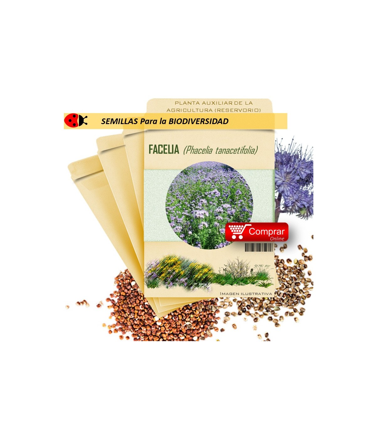 FACELIA Phacelia tanacetifolia semillas  X 10 g