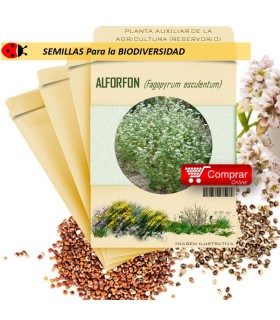 TRIGO SARRACENO Fagopyrum esculentum x 100 g
