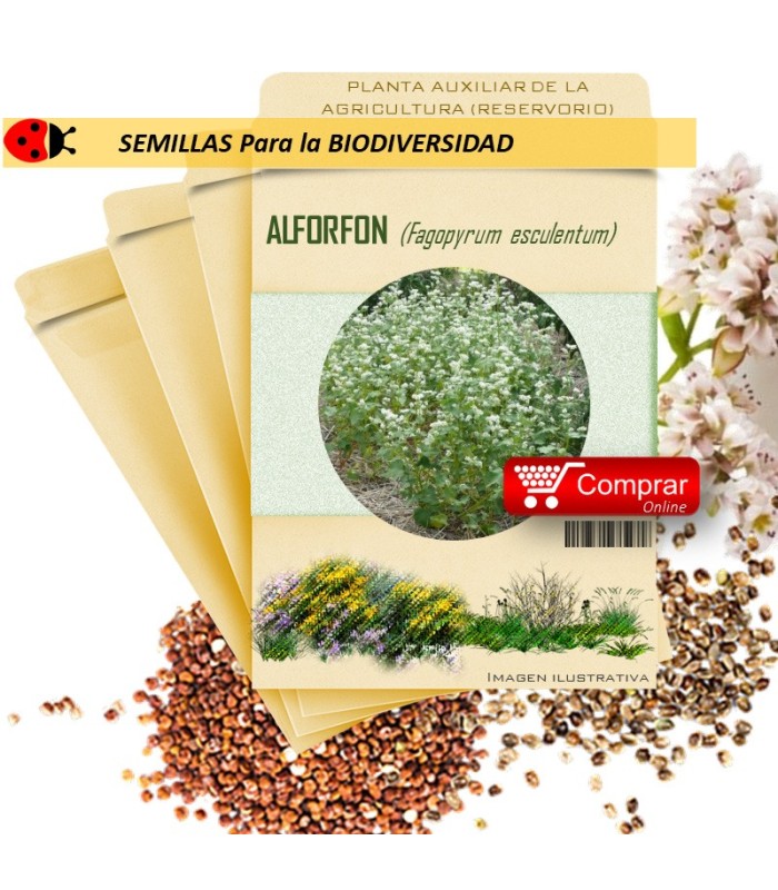 TRIGO SARRACENO Fagopyrum esculentum x 100 g