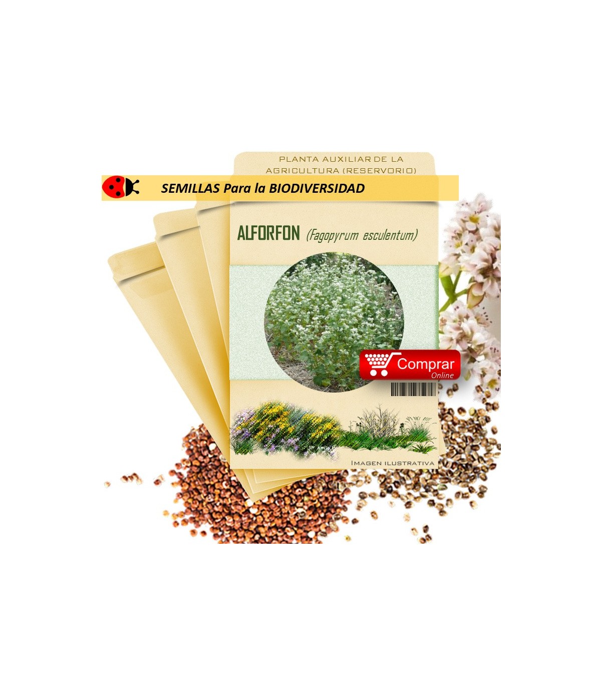 TRIGO SARRACENO Fagopyrum esculentum x 100 g
