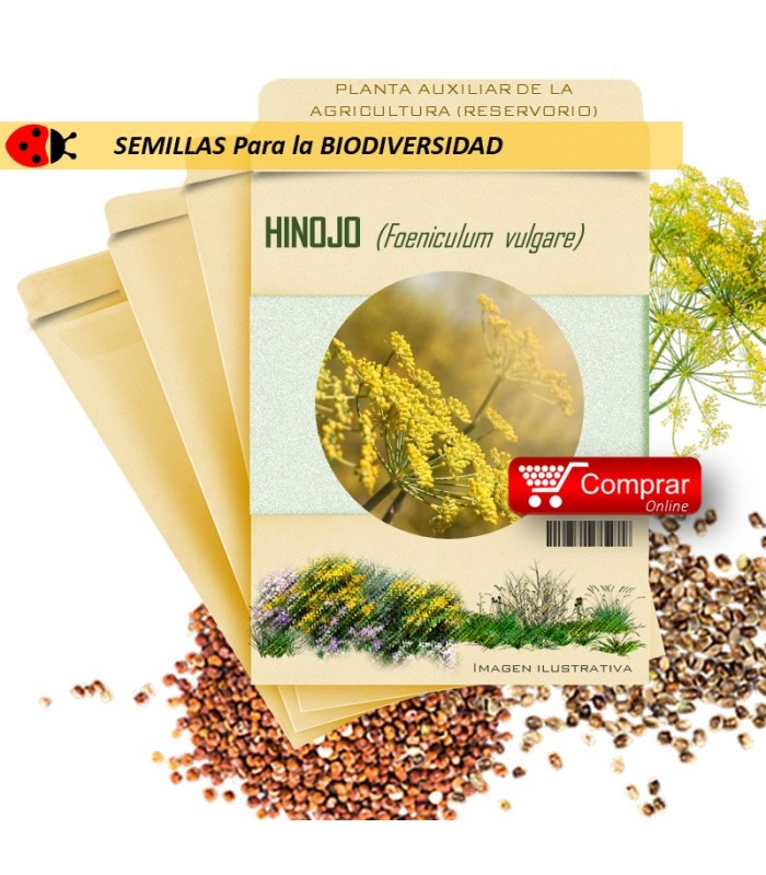 HINOJO Foeniculum vulgare semillas x 5 g