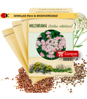 MILENRAMA Achillea millefolium semillas x 10 g