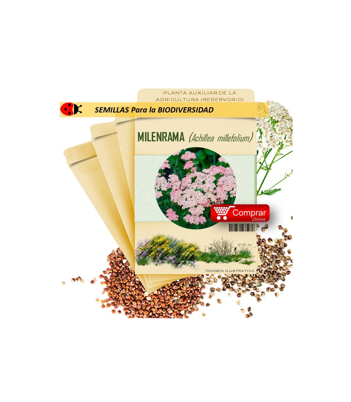 MILENRAMA Achillea millefolium semillas x 10 g
