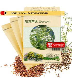 ALCARAVEA Carum carvi semillas x 10 g