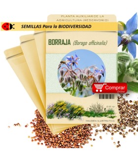 Borraja planta insectaria