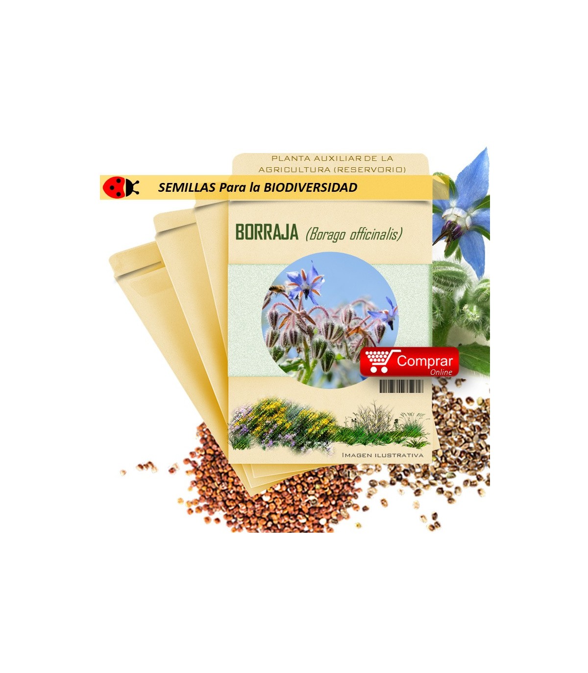 Borraja planta insectaria
