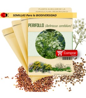 PERIFOLLO Anthriscus cerefolium semillas x ,5 g