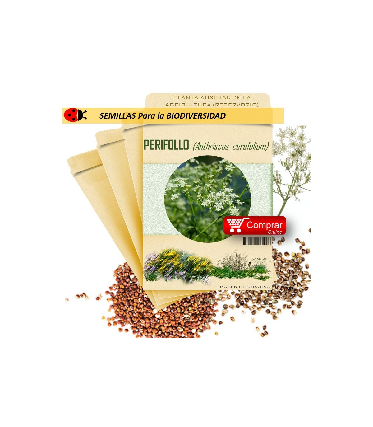 PERIFOLLO Anthriscus cerefolium semillas x ,5 g