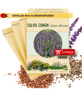 SALVIA Salvia officinalis semillas x 2,5 g