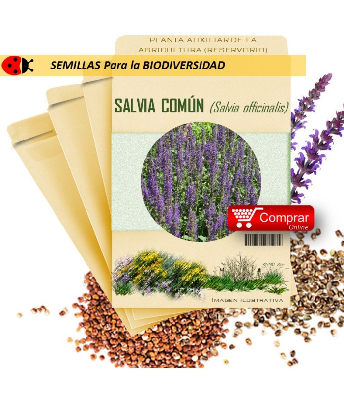 SALVIA Salvia officinalis semillas x 2,5 g