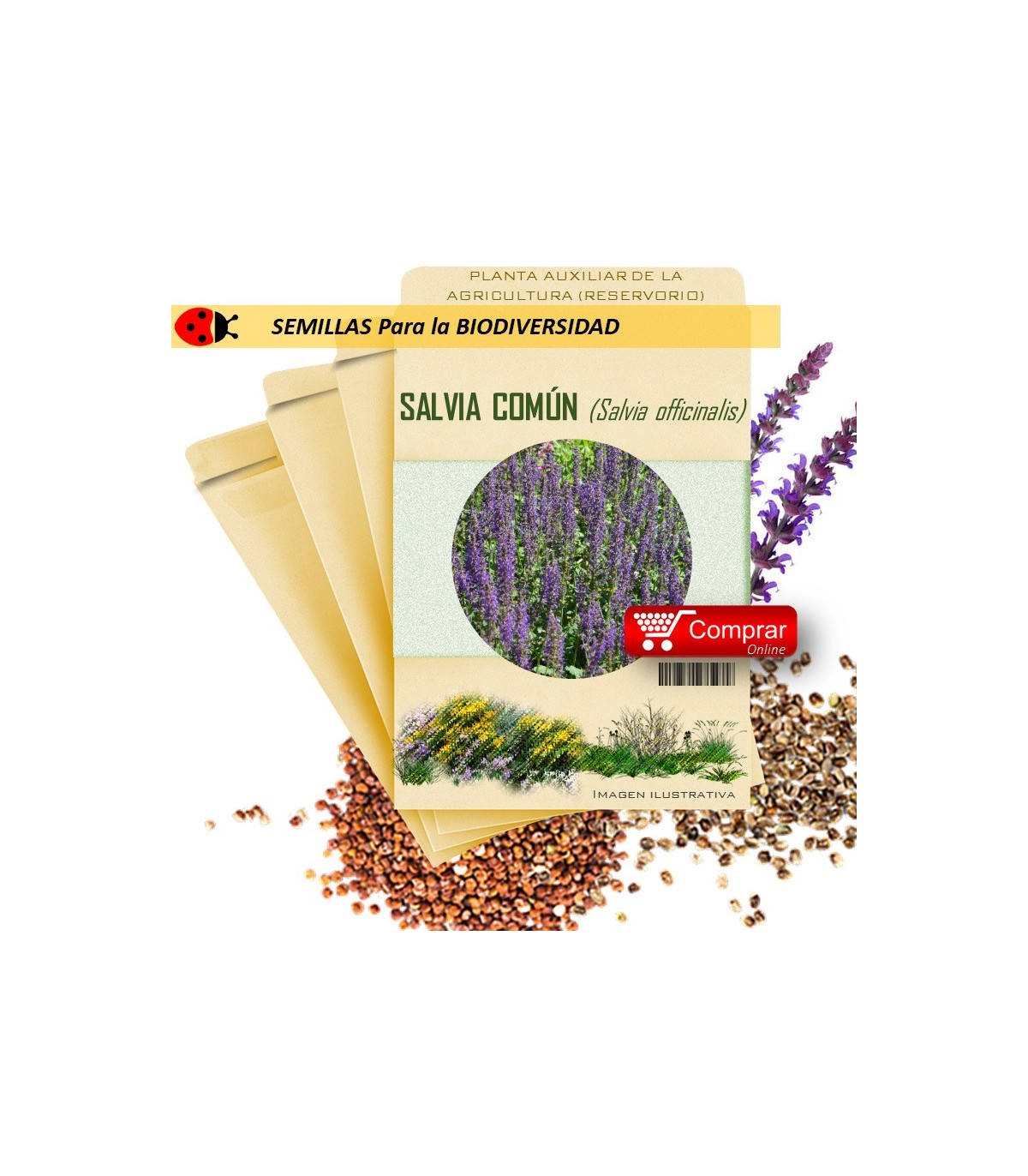 SALVIA Salvia officinalis semillas x 2,5 g