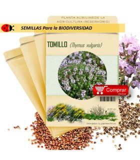 TOMILLO Thymus vulgaris semillas x 1 g