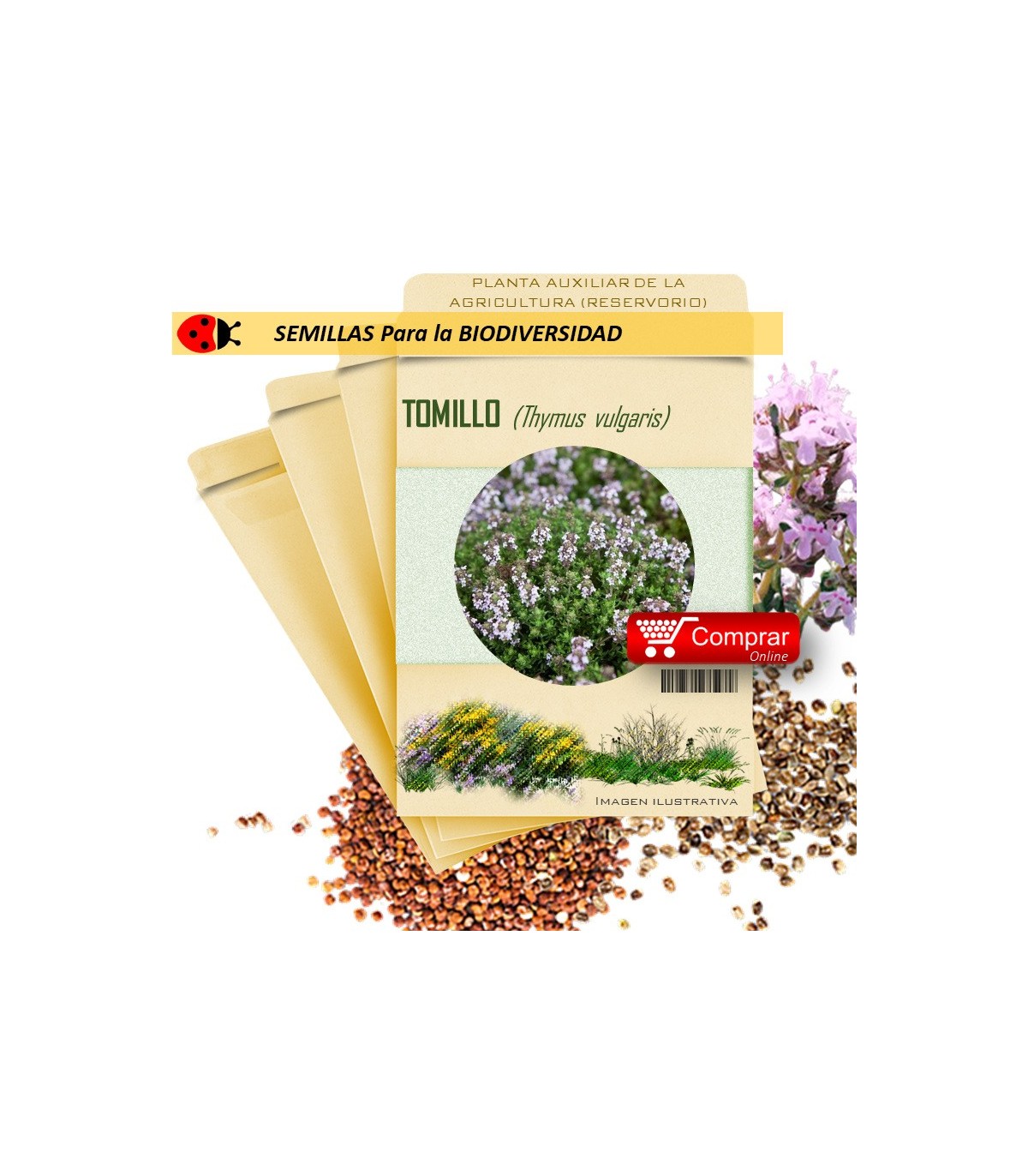 TOMILLO Thymus vulgaris semillas x 1 g