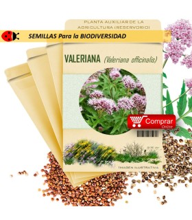 VALERIANA V. officinalis semillas x 2,5 g
