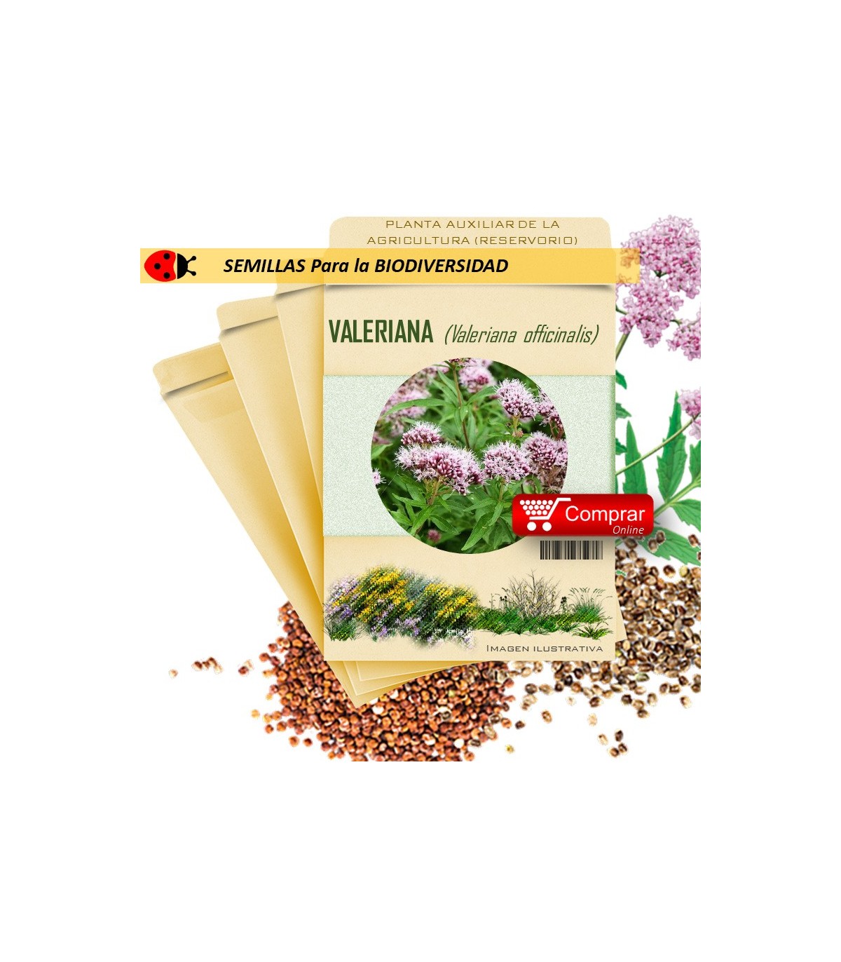 VALERIANA V. officinalis semillas x 2,5 g