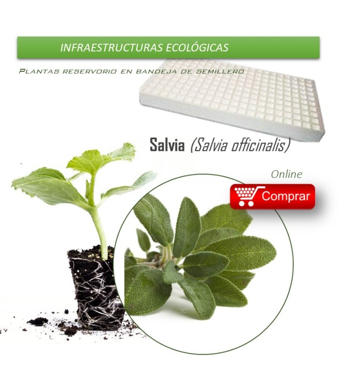 COMPRAR SALVIA bandeja 70 Ud
