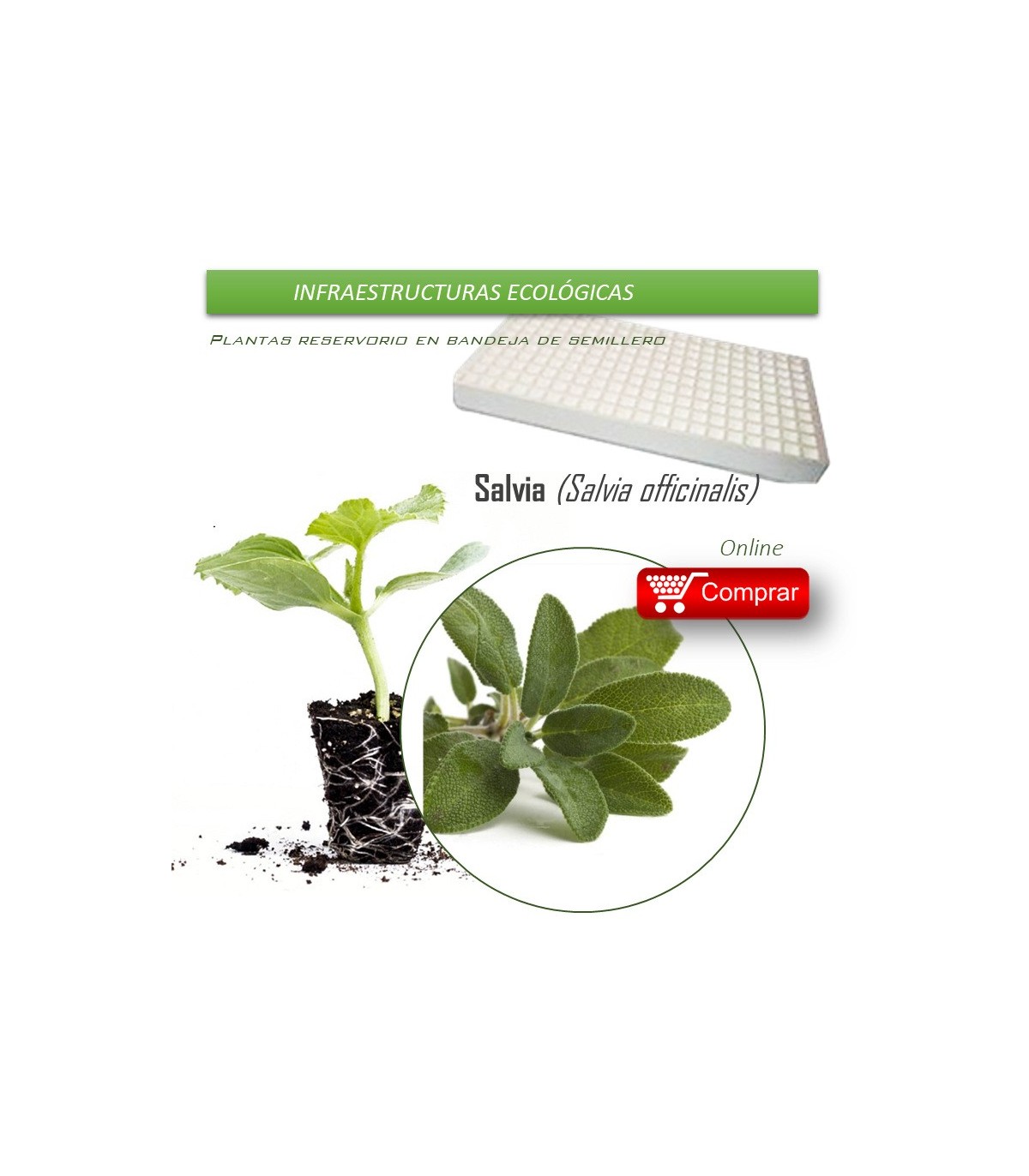 COMPRAR SALVIA bandeja 70 Ud