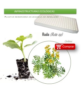 RUDA bandeja de semillero X70 Ud