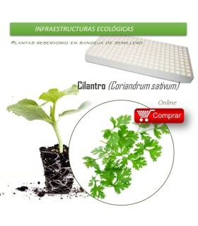 CILANTRO en bandeja de semillero X70 Ud